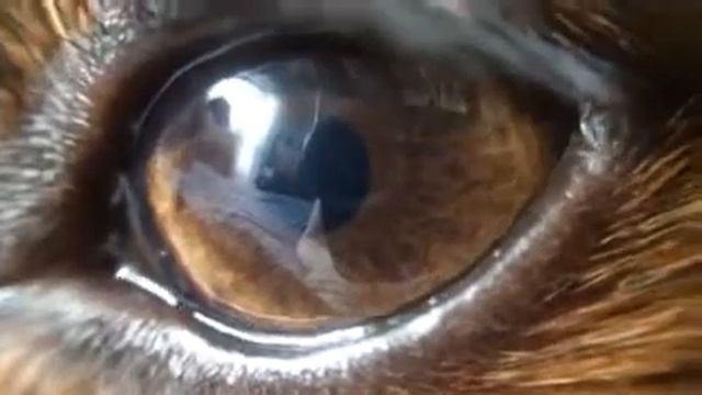 Глазик макро смотреть онлайн