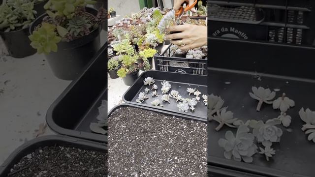DECAPITANDO UMA CAIXA DE ECHEVERIA SUBSESSILIS ✂️🙆🏼♀️ #PARTE:2