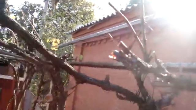 Что я делаю не так: как в октябре обрезать виноград