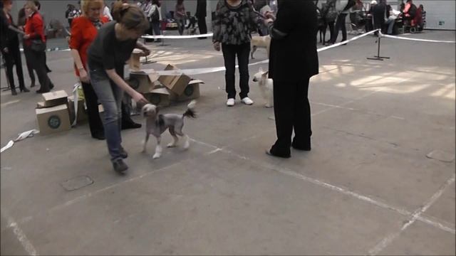 21.04.2012. Клуб "Спарс". Всероссийская выставка собак. КХС. смотреть онлайн