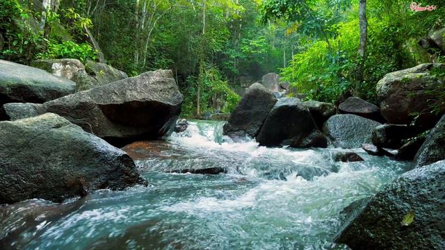 Relax with the sound of forest streams, birds chirping and soothing piano music смотреть онлайн