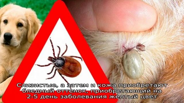 Почему опасен собачий клещ? смотреть онлайн