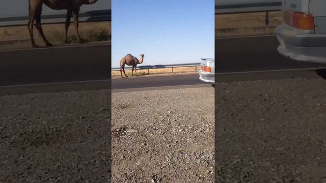 Откуда взялись верблюды в Казахстане?? смотреть онлайн