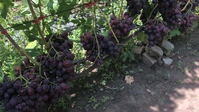 Виноград Заря Несветая. Продажа саженцев и черенков винограда.Тел-098 115 04 16 Анатолій смотреть онлайн