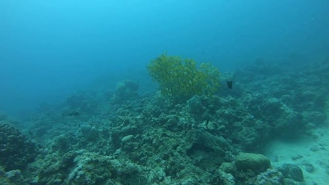 "Коста" в порту Виктория.Дайвинг на "Сейшелах" на острове Маэ.Ноябрь2019 смотреть онлайн