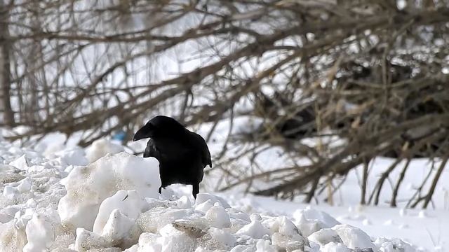 Лесной (черный) ворон смотреть онлайн