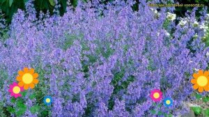 Котовник фассена Дропмор. Краткий обзор, описание характеристик nepeta faassenii Dropmore
