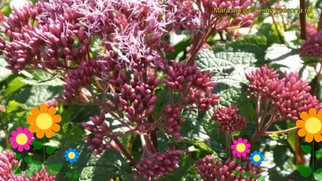 Посконник пятнистый Ред Дварф. Краткий обзор описание характеристик eupatorium maculatum Red Dwarf