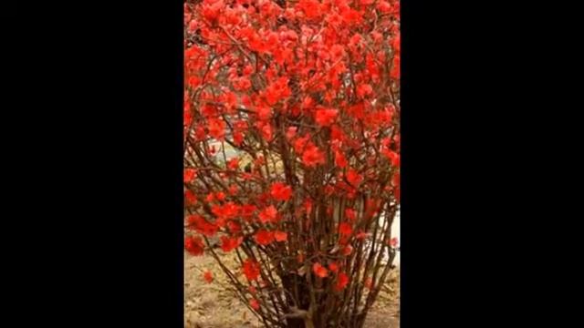 Любимые цветы и растения-Айва удлиненная смотреть онлайн