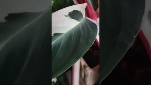 Stromanthe Triostar | Indoor plant | Ornamental plant | Exotic plant | #shorts #youtubeshorts смотреть онлайн
