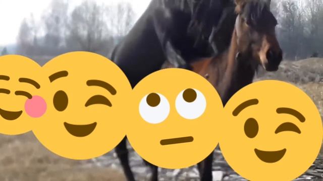 Осеменение кобылы жеребцом