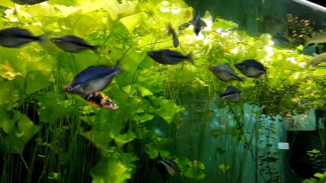 Успокаивающая музыка, звуки воды, рыбки. смотреть онлайн