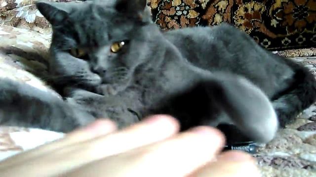 Крутой британский кот забрал мобильный телефон смотреть онлайн