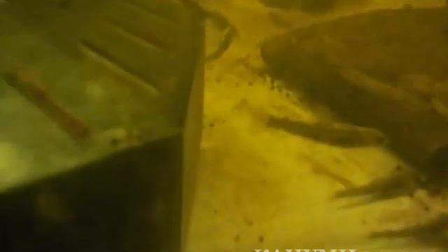 2016/3/26 Salvelinus leucomaenis"Мальма" или "ИВАНА" КАЦУМИ шоутен смотреть онлайн