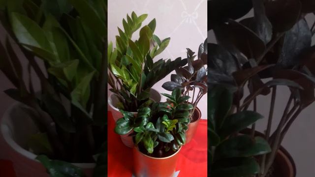 Different types of Zz Plants & short Details 🌲🌲🌿🪴 смотреть онлайн