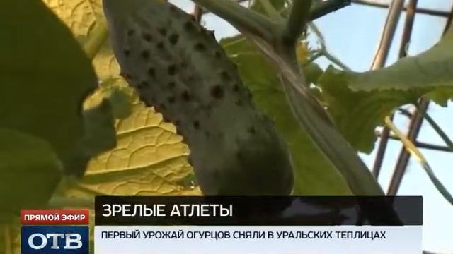 На Урале огурцы зреют прямо посреди зимы смотреть онлайн