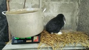 ВЕС ФРАНЦУЗСКОГО БАРАНА В 5 МЕСЯЦЕВ