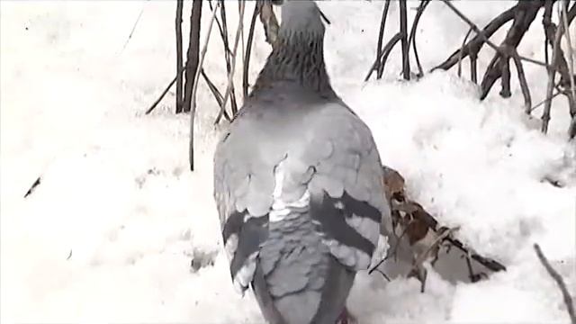 Когда же наступит весна? смотреть онлайн