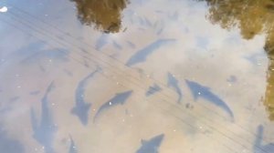 Выращивание осетровых в пруду