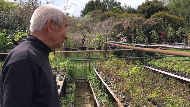 風強い時の盆栽対策・桜盆栽・アジサイ盆栽・ネムの木盆栽・チチイチョウ盆栽・黄梅盆栽・ザイフリボグ盆栽・ﾘｭｼﾞﾝﾂﾀ盆栽・梅盆栽・矢島清芳園@tane.bonsai смотреть онлайн