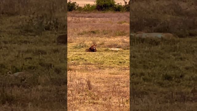 Нереальная Африка #африка #сафари смотреть онлайн