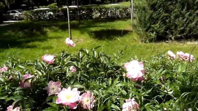 КРАСКИ ЛЕТА....В МОСКВЕ ОТЦВЕТАЮТ ПИОНЫ.... смотреть онлайн