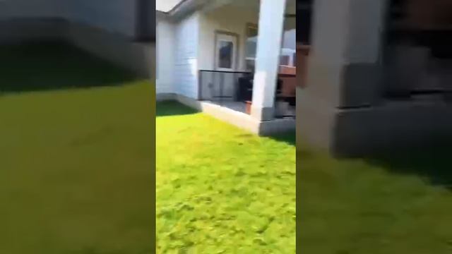 Кошка и Бетмен смотреть онлайн