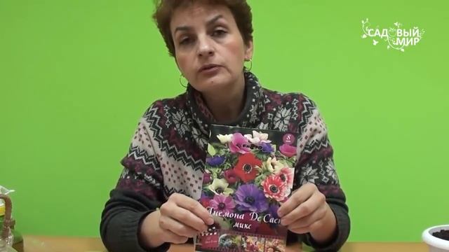 Как вырастить анемоны и ранункулюсы. Сайт "Садовый мир" смотреть онлайн