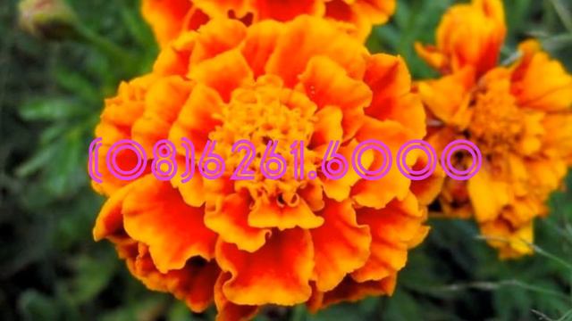 Hạt giống hoa vạn thọ Pháp PRENCH MARIGOLD MIX смотреть онлайн