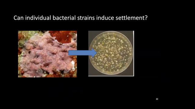 Small But Mighty: How Microbes Influence the Future of Coral Reefs by Dr. Jen Sneed | May 6, 2020 смотреть онлайн