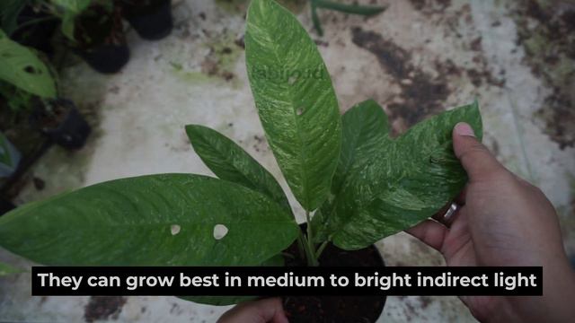 Rarely Sold Online Rhaphidophora Foraminifera Variegated