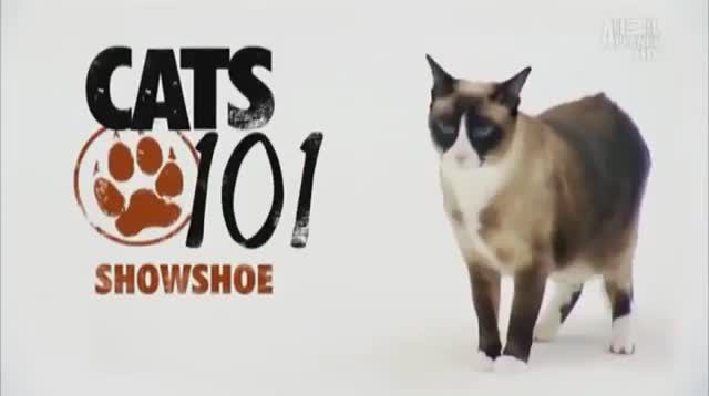 Сноу шу - описание породы, характер, уход смотреть онлайн