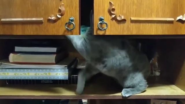 Серый Кот УЛЕТЕЛ ))) смотреть онлайн