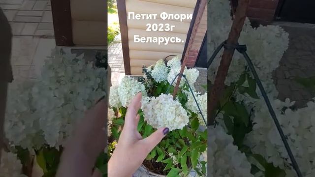 гортензия Петит Флори. Беларусь 2023г смотреть онлайн