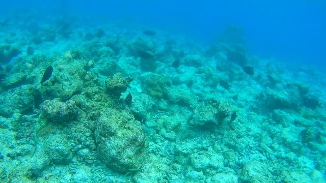 Снорклинг на Мальдивах. Дерзкая рыба смотреть онлайн