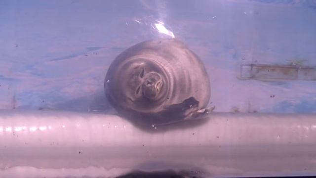 Смешная нерпа \ Funny Seal