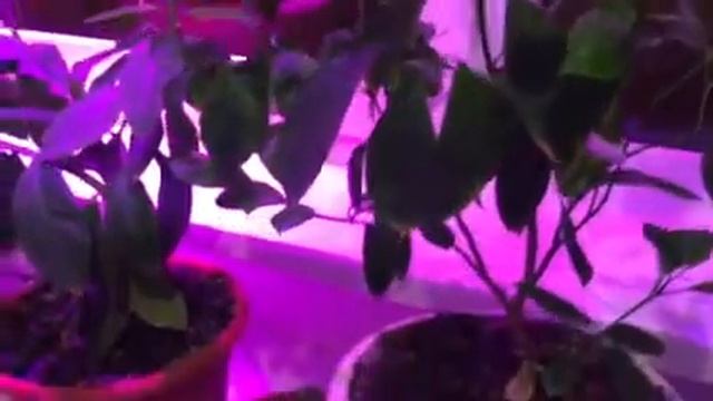 Обрезка цитрусовых растений смотреть онлайн