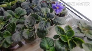 Чем удобрить детку фиалки для быстрого роста.