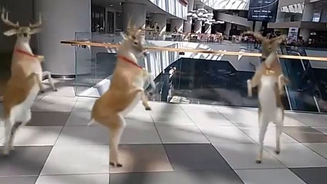 Танцующие олени(кавказцы) смотреть онлайн