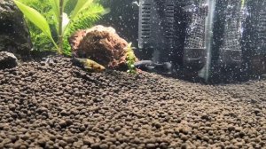 Моллинезии гуляют. Брачные игры моллинезии.