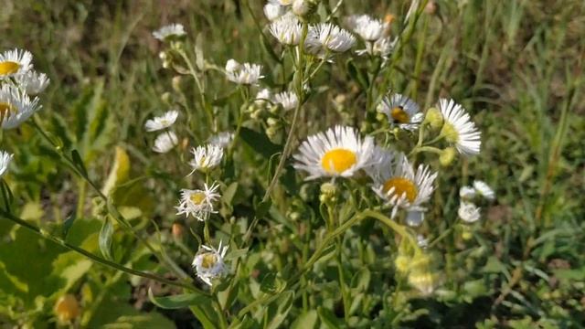 Праздник 21 июля 2019. День казанской иконы Божией матери.народные приметы и традиции смотреть онлайн