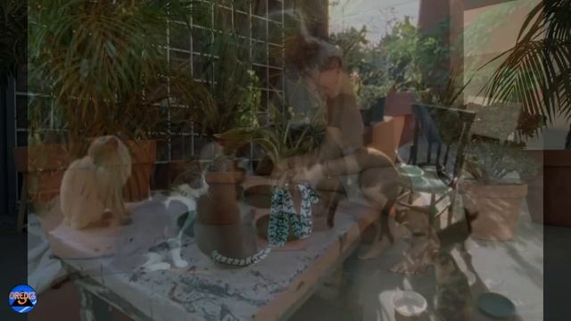 Чи розуміють кішки людей? Що кажуть науковці. Do Cats Understand People? What Scientists Say.