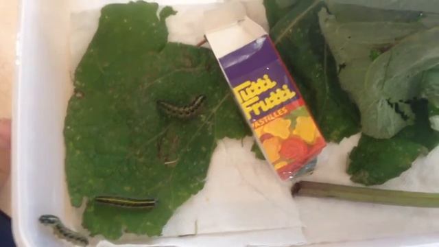 Гусеницы капустницы смотреть онлайн