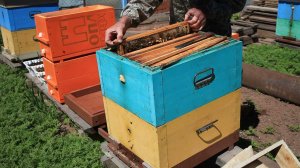 Вывод маток часть 2.Разбираю семьи воспитательницы.