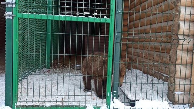 Софе скучать некогда🤗👍😍❤🐻 смотреть онлайн