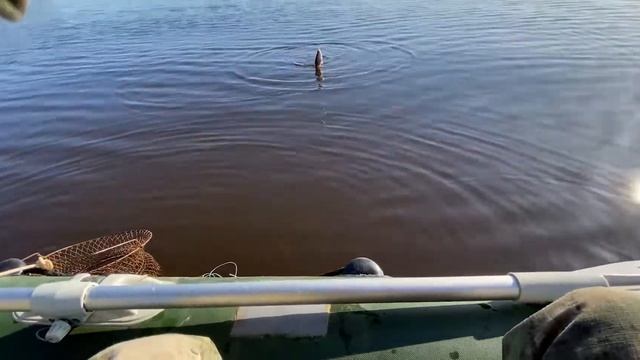 МОРСКАЯ ПЛОТВА ПРИШЛА. РЫБАЛКА НА ПОПЛАВОК. Весенний жор. смотреть онлайн