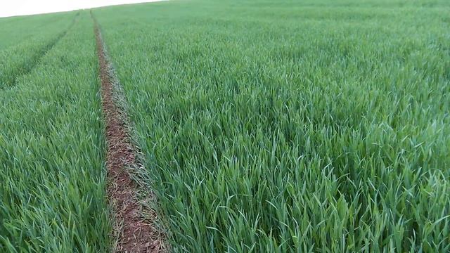 Озимая рожь.КВС.Пикассо.2019. смотреть онлайн