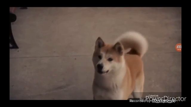 Хатико.Самый верный друг. смотреть онлайн
