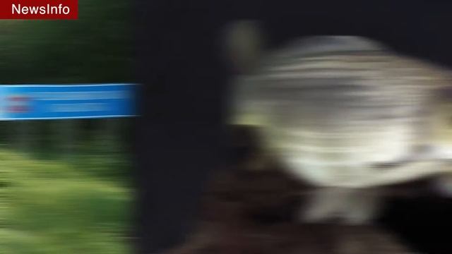 Речная рыба не виновата в инфекции под Челябинском [РЫБАЛКА] смотреть онлайн