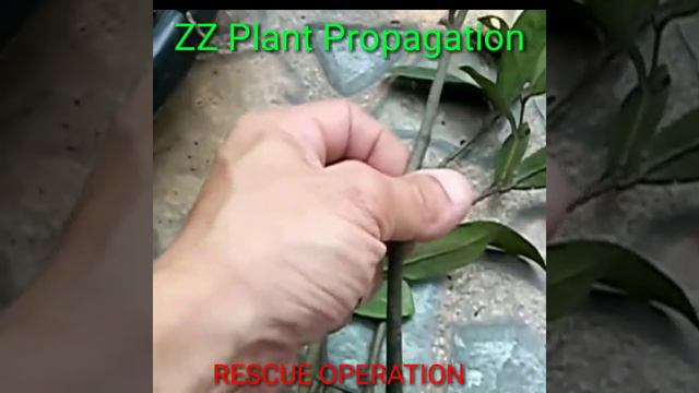 ZZ PLANT PROPAGATION FOR THE FIRST TIMER смотреть онлайн